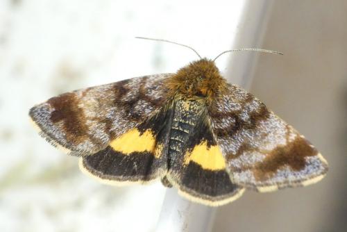 Panemeria tenebrata